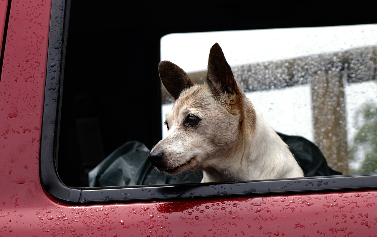Pratique. Comment voyager en sécurité avec vos animaux en voiture ?