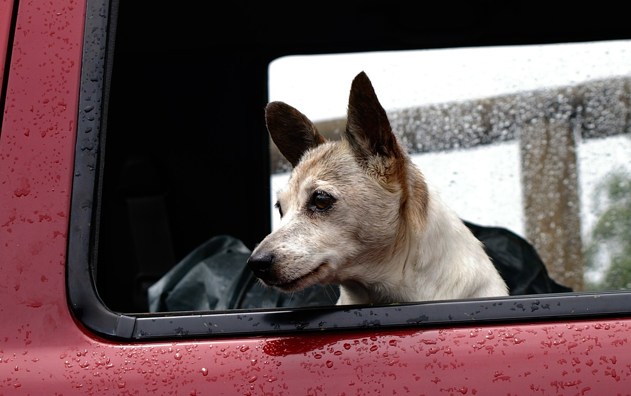 De Transport Voiture Siège Transport Chien Chat Couchette Ceinture Sécurité  Tryd